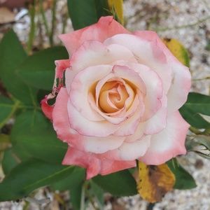 Meet your Posher, Amelia